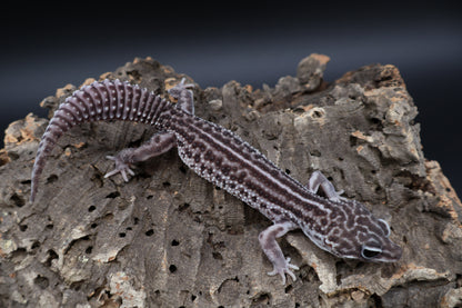 Male Black Night Super Snow (B-Tier; Solid Black Eyes)