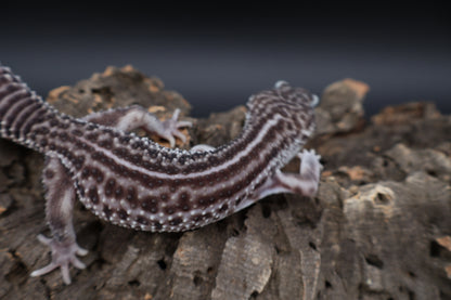 Male Black Night Super Snow (B-Tier; Solid Black Eyes)