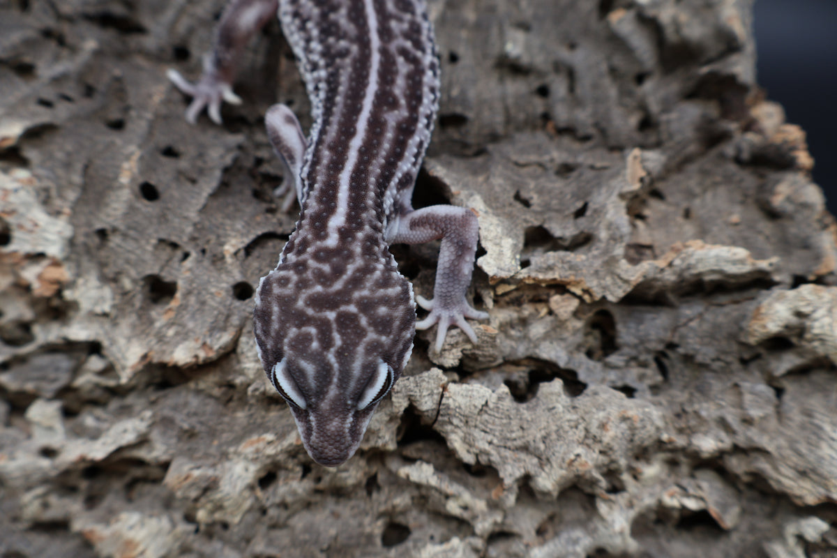 Male Black Night Super Snow (B-Tier; Solid Black Eyes)