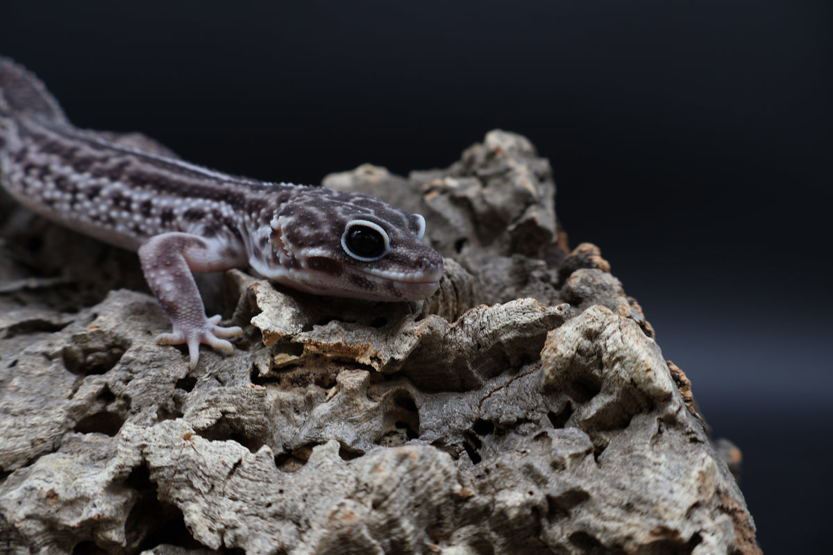 Male Black Night Super Snow (B-Tier; Solid Black Eyes)
