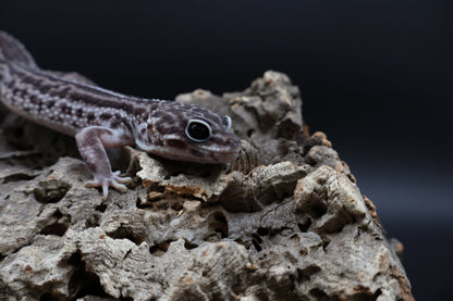 Male Black Night Super Snow (B-Tier; Solid Black Eyes)