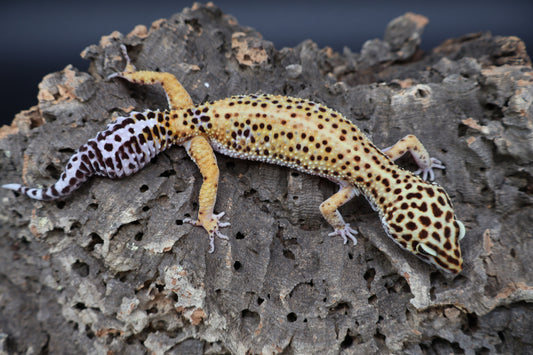 Female Firebold
