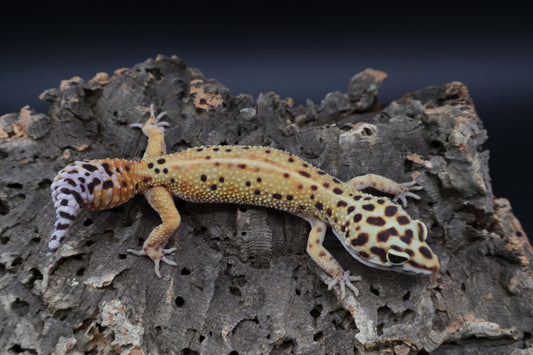 Female Clown Blood Emerine Redstripe
