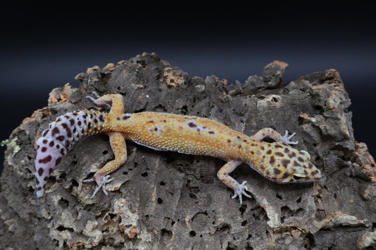 Female Clown (regen tail-tip)