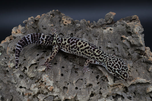 Female 50% Black Night 50% Afghanicus (ovulating)
