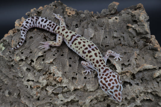Female Fasciolatus Turcmenicus