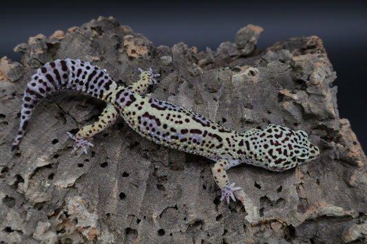 Female 50% Black Night 25% Afghanicus 25% Turcmenicus (ovulating)