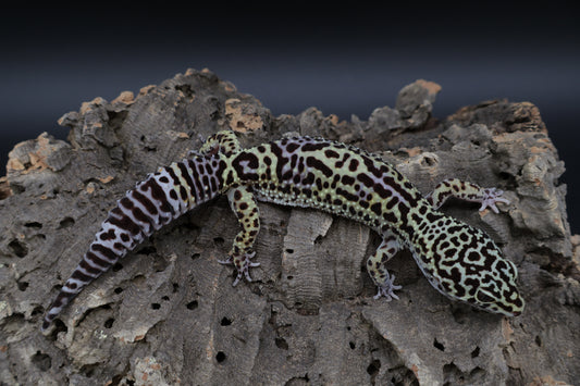 Female 50% Black Night 25% Afghanicus 25% Turcmenicus (ovulating)
