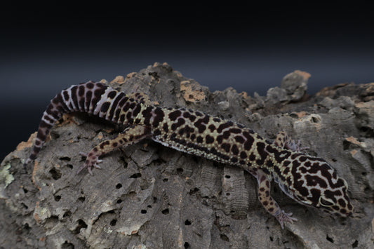 Female 50% Black Night 25% Afghanicus 25% Turcmenicus (ovulating)