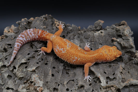 Female Mandarin Inferno Tremper Albino Jungle