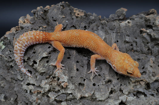 Female Mandarin Inferno Tremper Albino