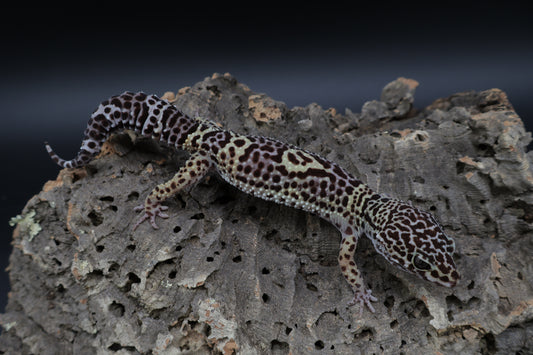 Female 50% Black Night 50% Macularius pos. Mack Snow