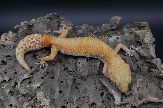 Female Inferno Tremper Albino (regen-tail)