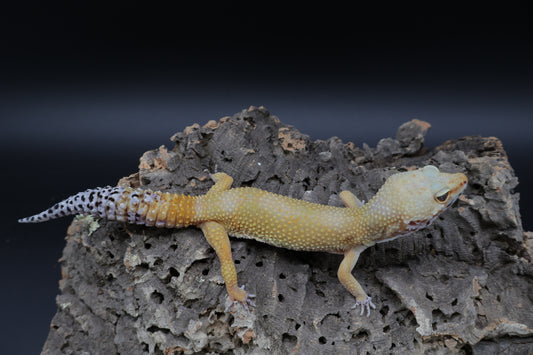 Female Giant Blood Emerine 100% het Tremper (9" long)