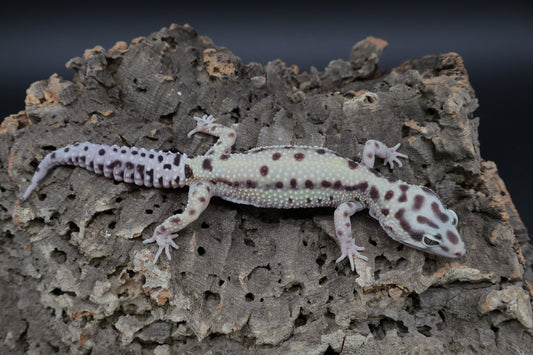 Female Hyper Xanthic Boldstripe (ovulating)