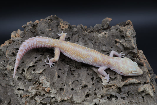 Female High Contrast White & Yellow Tangerine Tremper Albino Extreme Lavender