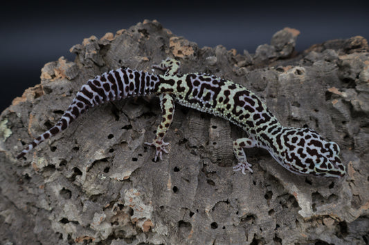 Female 50% Black Night 25% Afghanicus 25% Turcmenicus Lavender