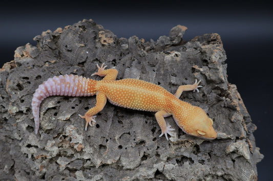 Female Mandarin Inferno Tremper pos. W&Y
