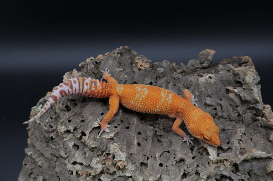Female Mandarin Inferno Tremper
