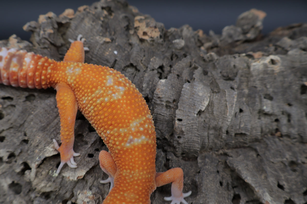 Female Mandarin Inferno Tremper