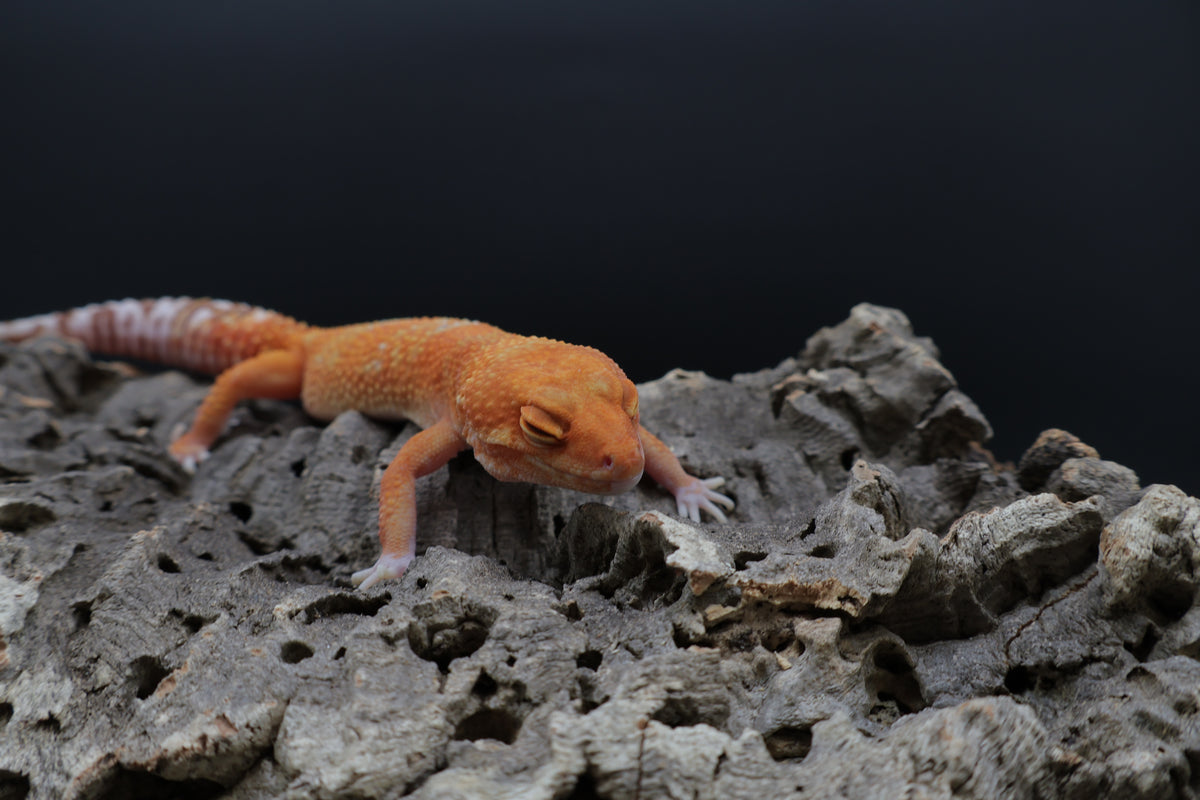 Female Mandarin Inferno Tremper