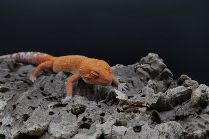 Female Mandarin Inferno Tremper