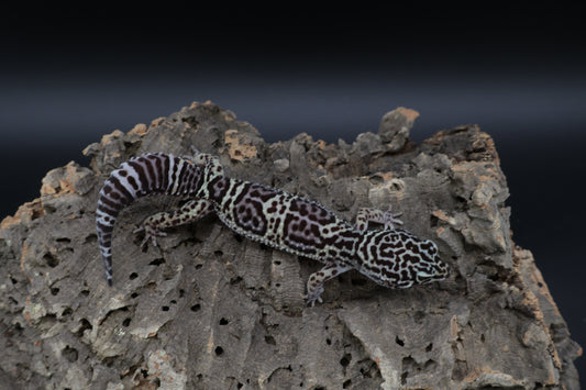 Female Black Night Afghanicus