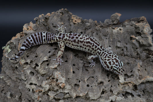 Female Black Night Afghanicus Turcmenicus