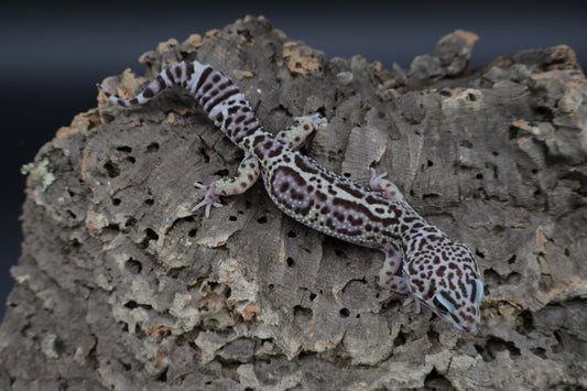 Female Black Night Mack Snow Lavender