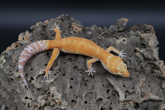 Male Red Diamond Mandarin Inferno Tremper