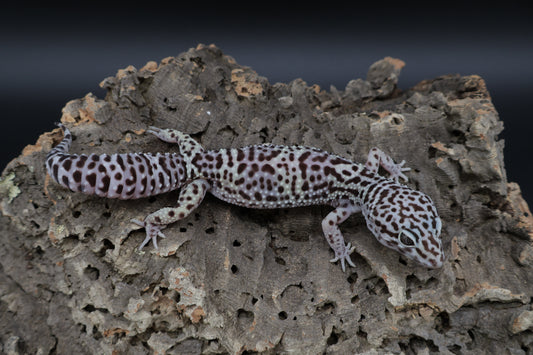 Female Black Night Mack Snow Lavender