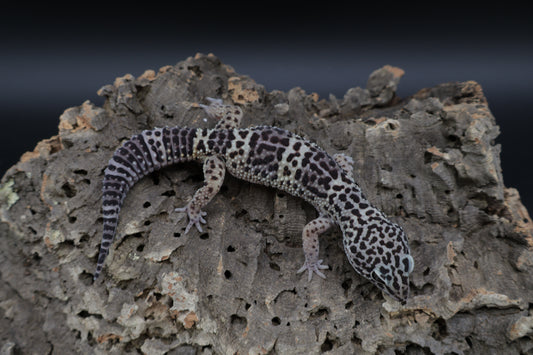 Female Black Night Lavender