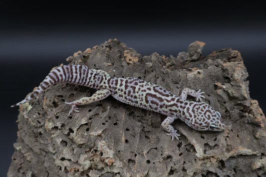 Male Black Night Mack Snow Lavender