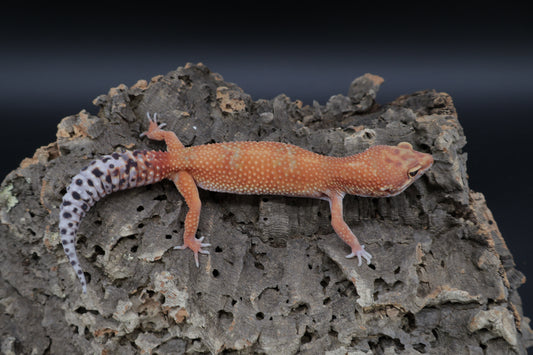 Female Red Diamond Mandarin Inferno