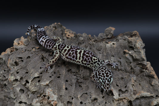 Female Black Night Afghan Lavender