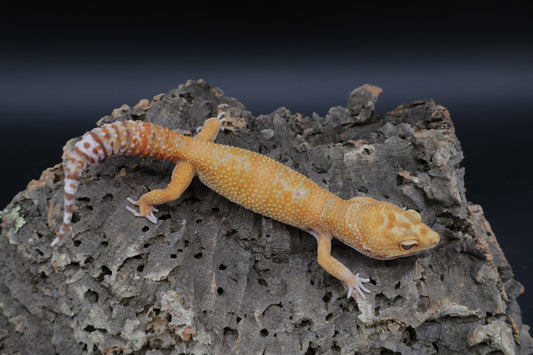 Male Mandarin Inferno Hyper Xanthic Bold Tremper Emerine