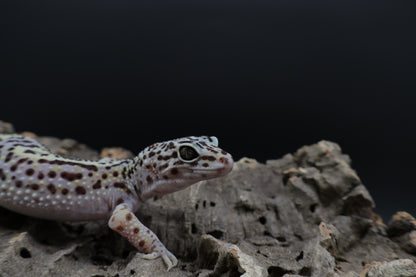 Female Black Night Lavender *Special Needs*