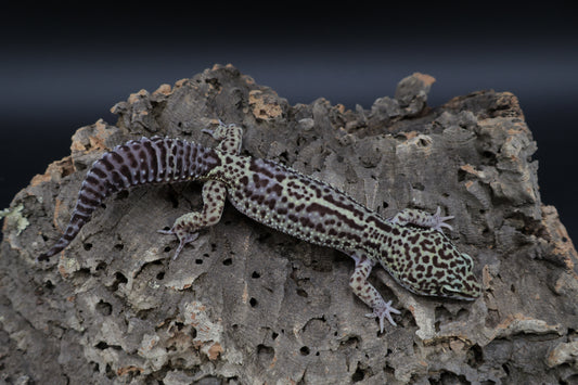 Female Black Night Afghan Lavender