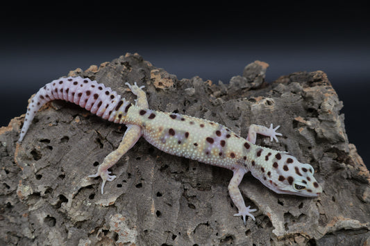 Female Hyper Xanthic Bold probable W&Y