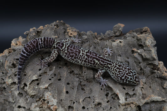Male Black Night Afghan Turk Lavender