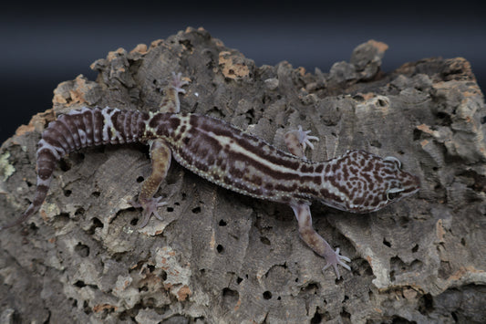 Male Black Night Mack Snow Lavender