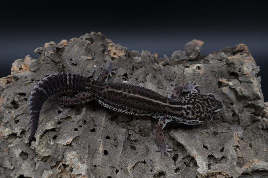 Male Black Night Afghan Turk