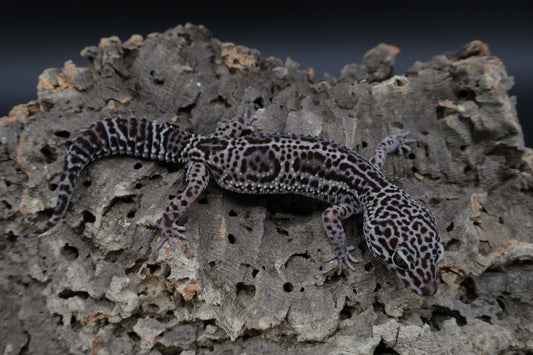 Female Black Night Mack Snow Lavender