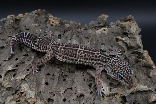 Female Black Night Lavender