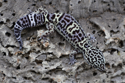 50% Black Night 50% Afghanicus