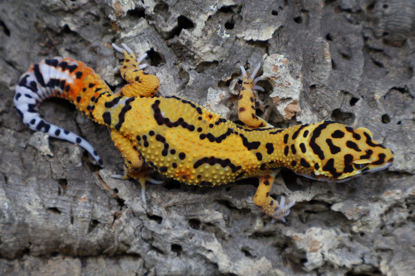 Tangerine Bold (Jaguar Project)