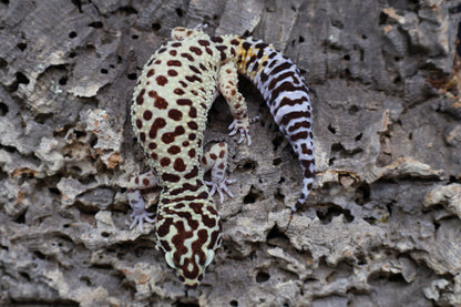 Female Blood Bold Cross