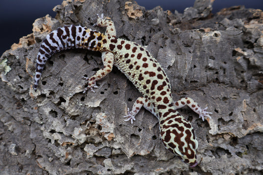 Female Blood Bold Cross