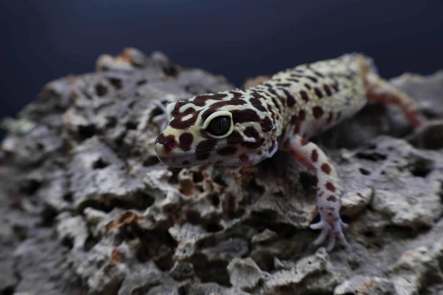 Female Blood Bold Cross