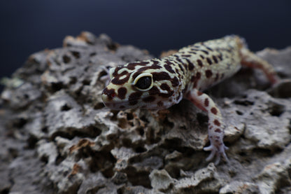 Female Blood Bold Cross